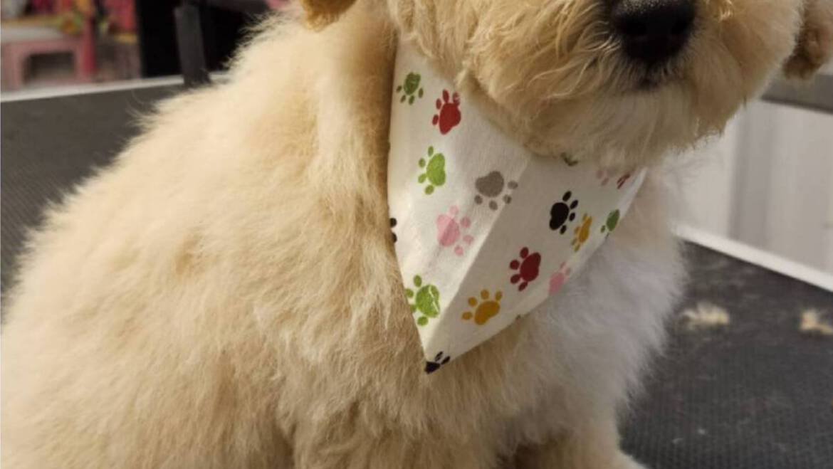 7 Small Pets for You