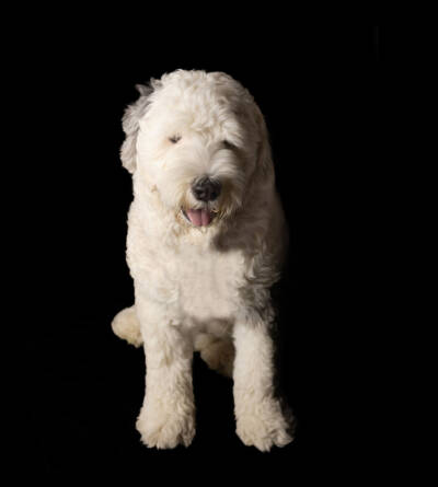 Blue – Old English Sheepdog