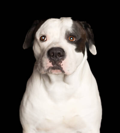 Quincy – American Bulldog