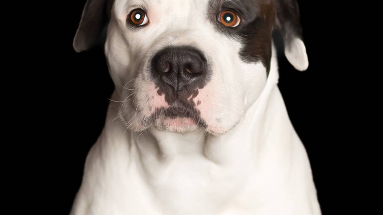 Quincy – American Bulldog