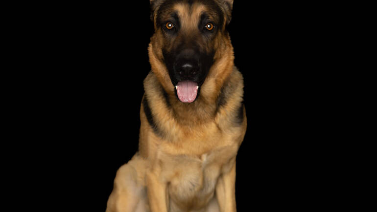 Rex – German Shepherd