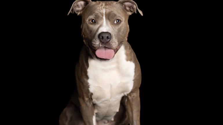 Blue – American Bulldog mix